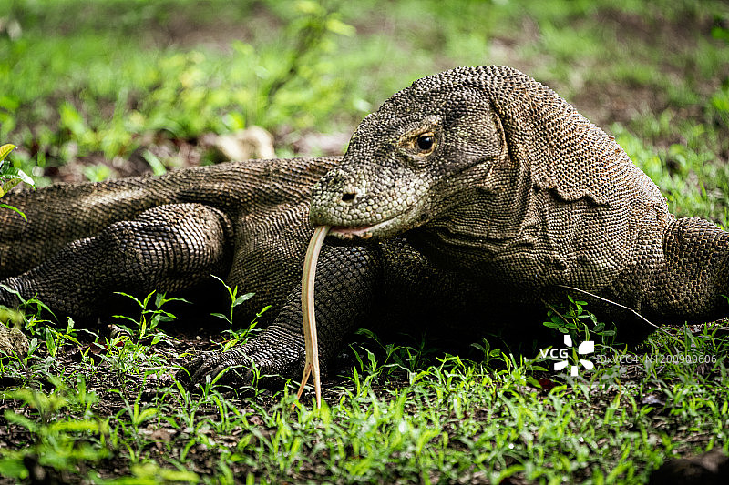 科莫多龙野生动物照片科莫多岛印度尼西亚图片素材
