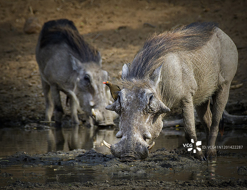 在马纳池国家公园的奇塔克泉，一头疣猪和一头牛椋鸟图片素材