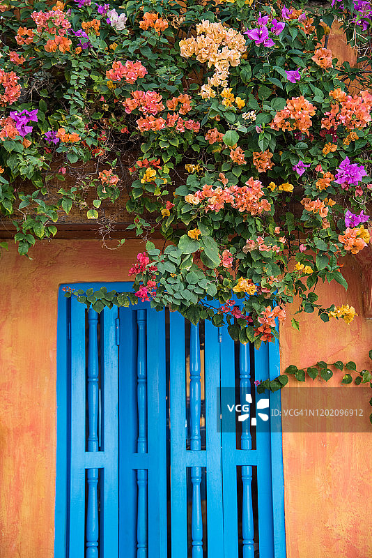 橙色的房子，蓝色的窗户和九重葛的花图片素材