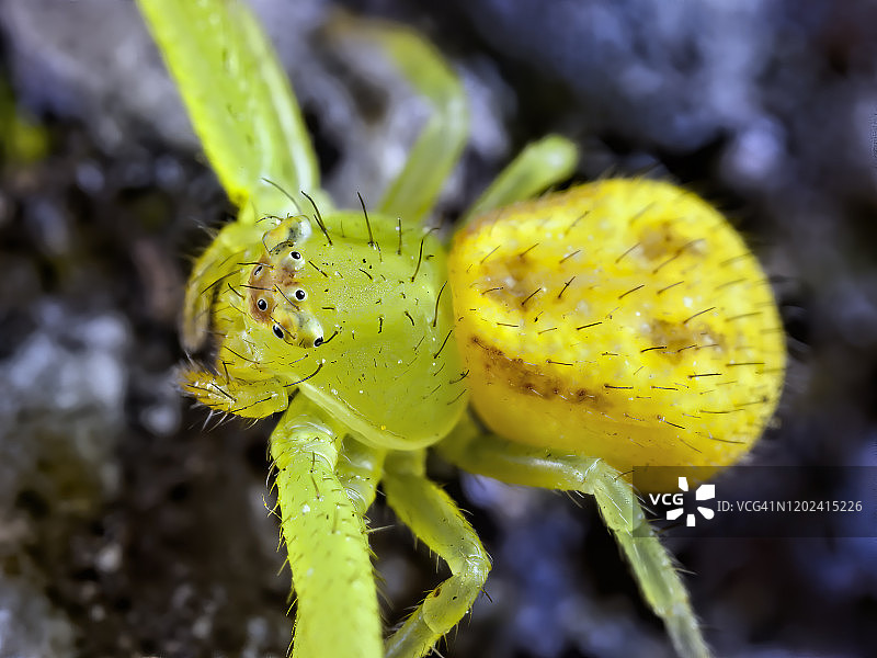 秋麒麟草属植物蟹蛛图片素材