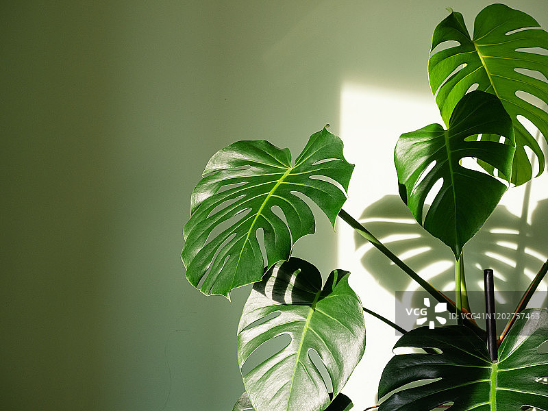 阳光明媚的室内植物图片素材