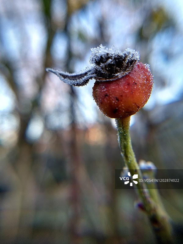 欧洲冬季花园玫瑰上的霜冻(特写)图片素材
