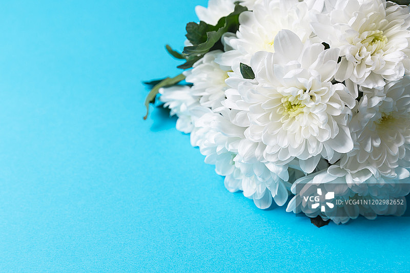 白色的菊花在蓝色的背景上。布什白色菊花。照片与软焦点，微距拍摄。图片素材