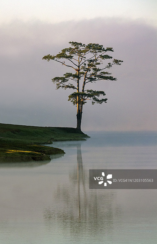 雾蒙蒙的湖边，孤零零的一棵树图片素材