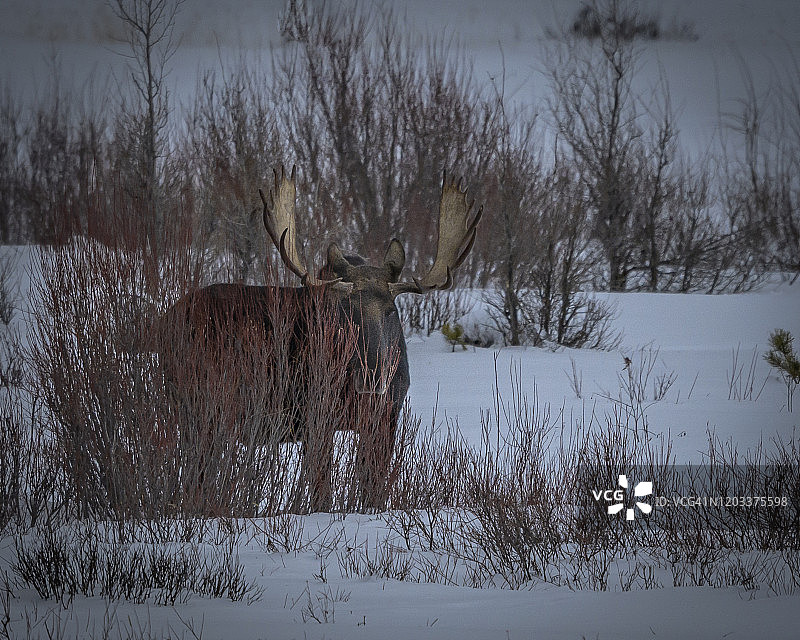 黄石公园冬季牧场上的公驼鹿图片素材