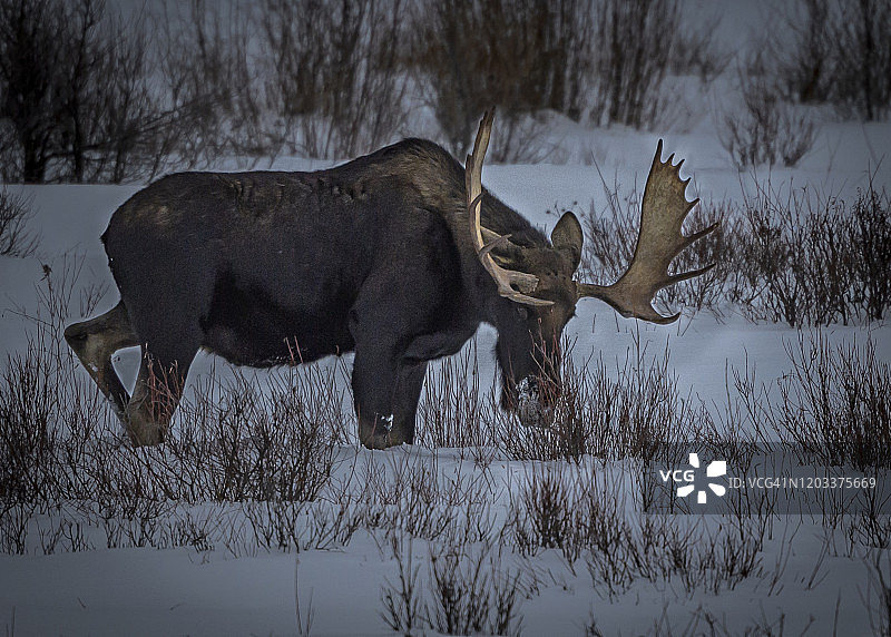 黄石公园冬季牧场上的公驼鹿图片素材