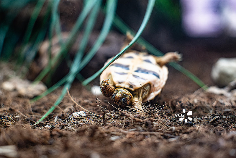 海龟翻海龟在草地上戏剧性的斗争dof锐利的焦点空间文本宏观爬行动物丛林水族馆家宠物可爱图片素材