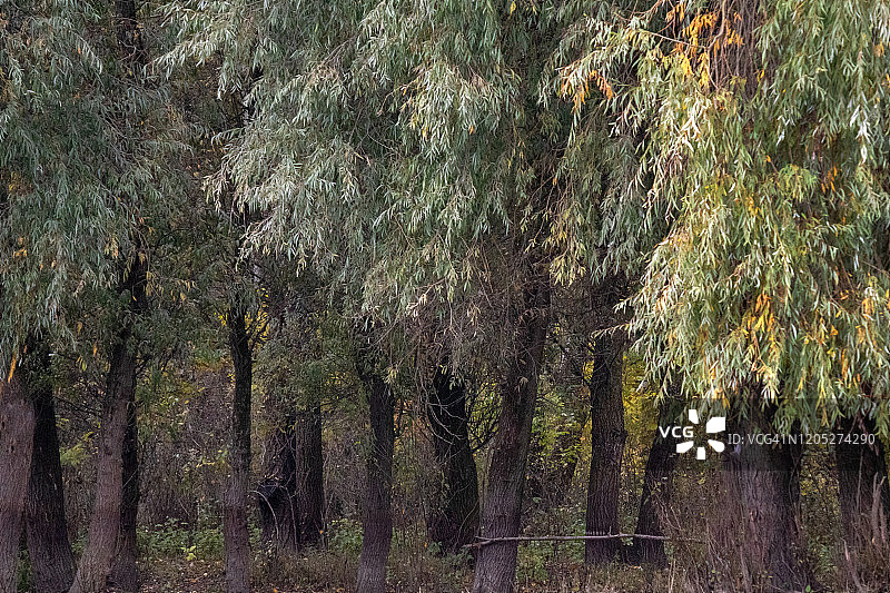 多瑙河三角洲，运河沿岸的树木，罗马尼亚东部图片素材