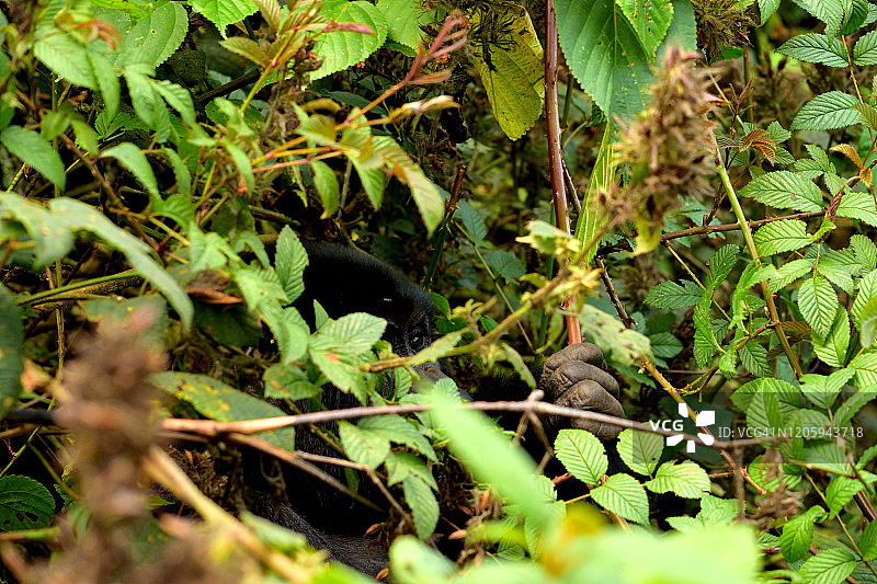 一个山地大猩猩雌性吃树叶的特写在布温迪密林图片素材