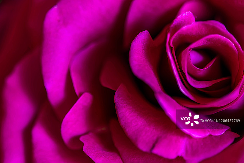 一朵玫瑰花的抽象形象图片素材