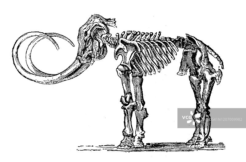 古董动物插图:猛犸骨架图片素材