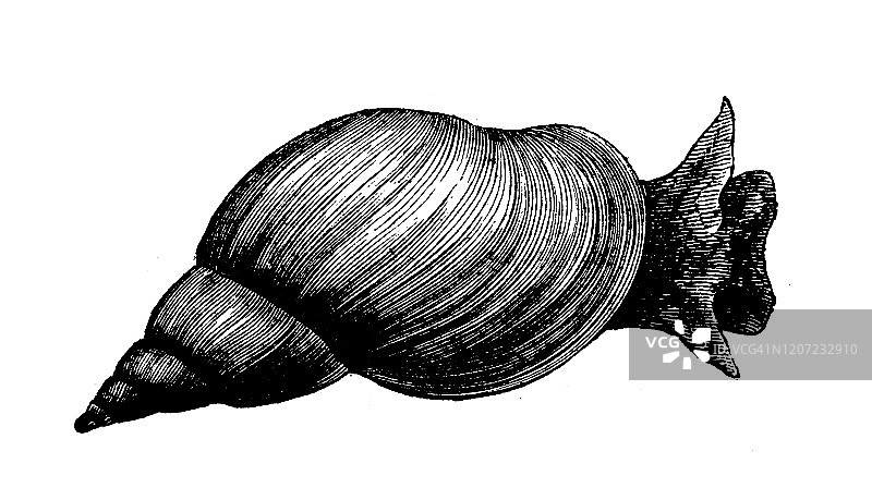 古董动物插图:停滞林，大池塘蜗牛图片素材