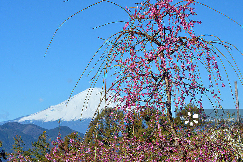富士山和粉红哭泣梅花图片素材