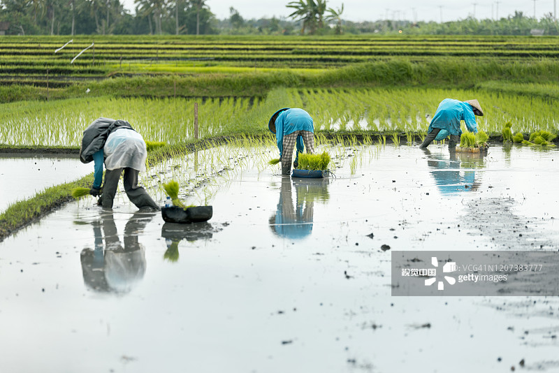 三个妇女在稻田里劳作。图片素材