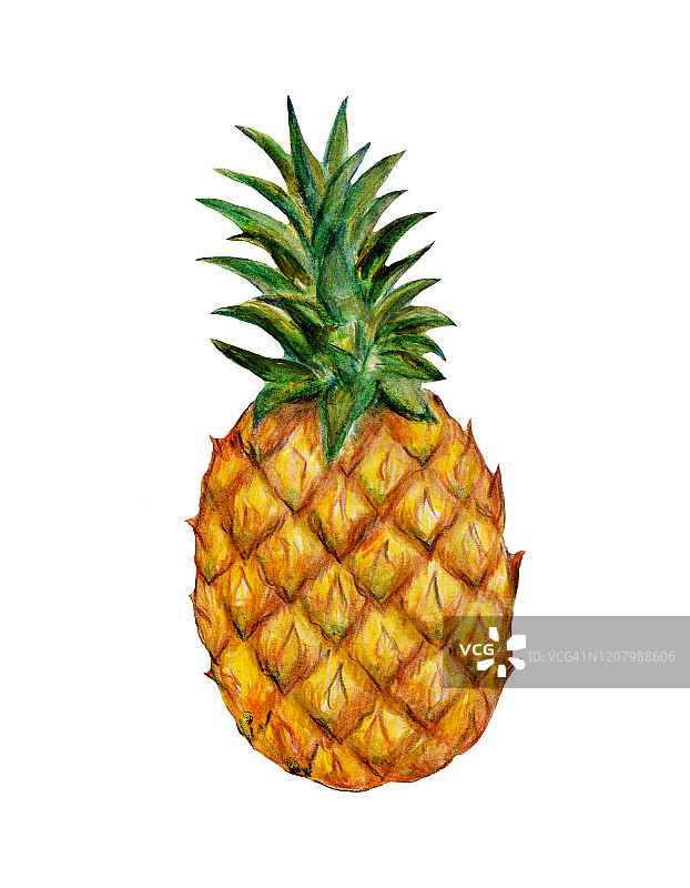 菠萝热带水果，水彩插图孤立在白色背景图片素材