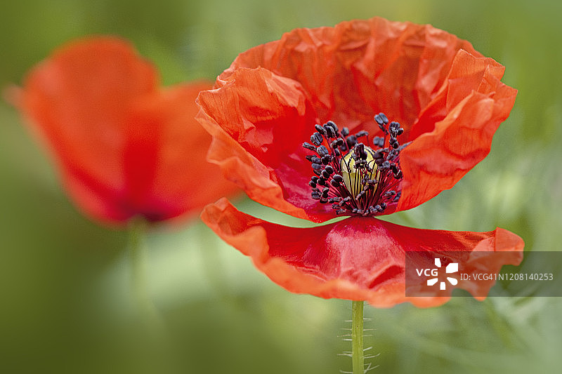 一个单一的，红色的田野/玉米罂粟-罂粟夏季野花的特写图像图片素材