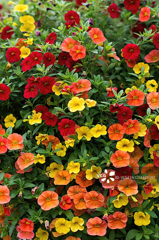 阳光明媚的花园里盛开着红色、橙色和黄色的牵牛花图片素材