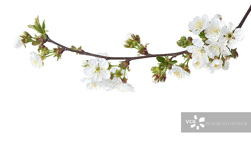 在白色背景上孤立开花的甜樱桃。有选择性的重点。李属鸟结核图片素材