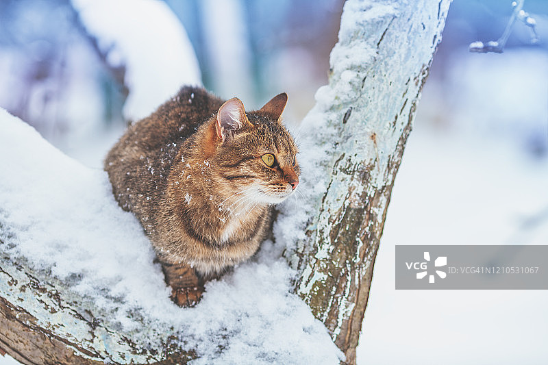 冬天的果园里，猫坐在白雪覆盖的树上图片素材