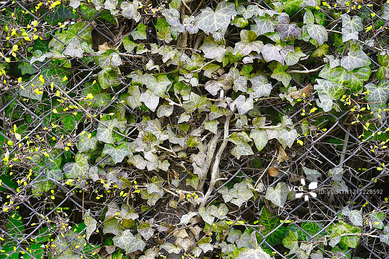 在篱笆上常见的常春藤(Hedera螺旋)的特写。图片素材