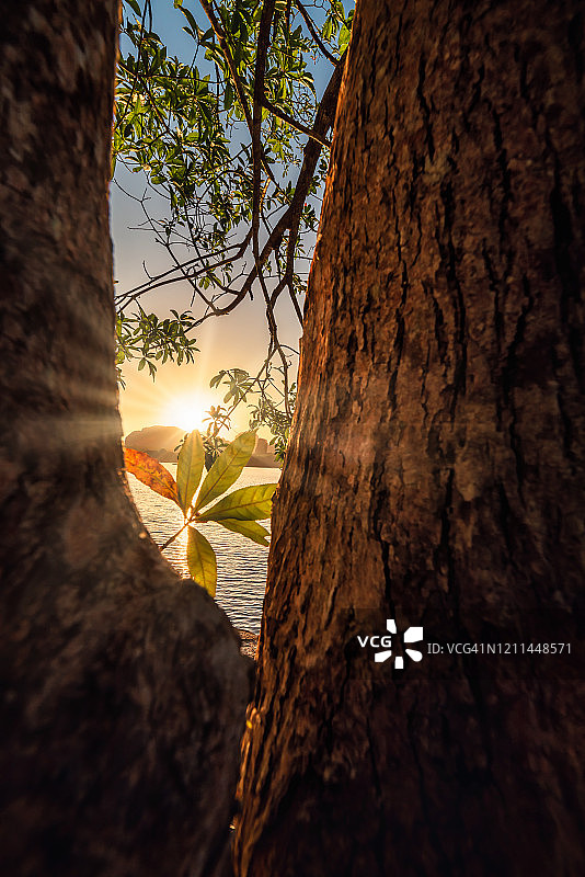 美丽的日出风景通过框架树枝，自然宁静的风景森林和早晨的阳光。图片素材