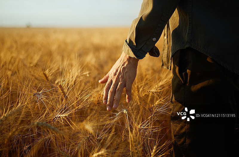 农民在田间行走时，手摸金黄色的麦穗。图片素材