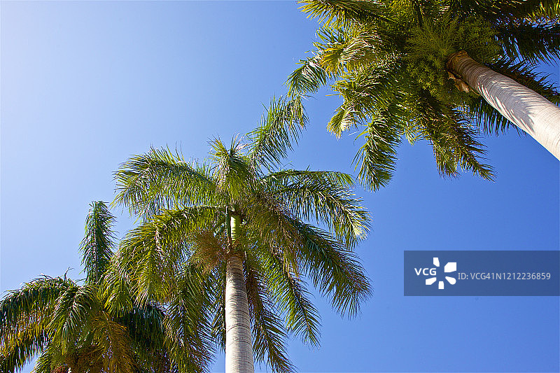 德拉海滩，天空映衬着一排棕榈树图片素材