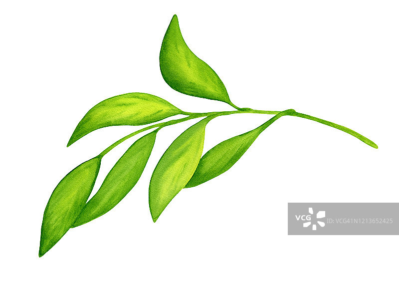水彩树枝与绿色柑橘叶。手绘植物插图孤立在白色背景卡片，邀请，包装，设计和装饰。图片素材