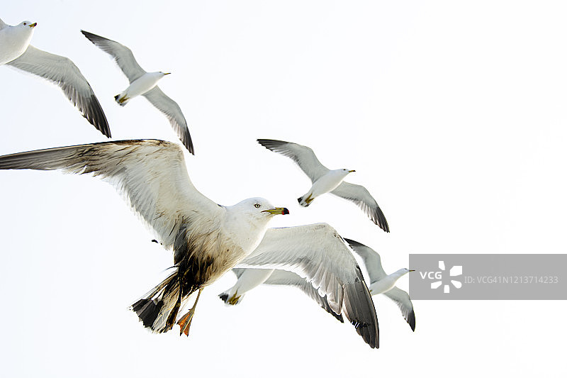 “飞翔的海鸥”，安山，韩国图片素材