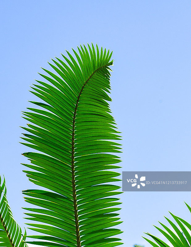充满活力的绿色棕榈叶映衬着蓝天图片素材