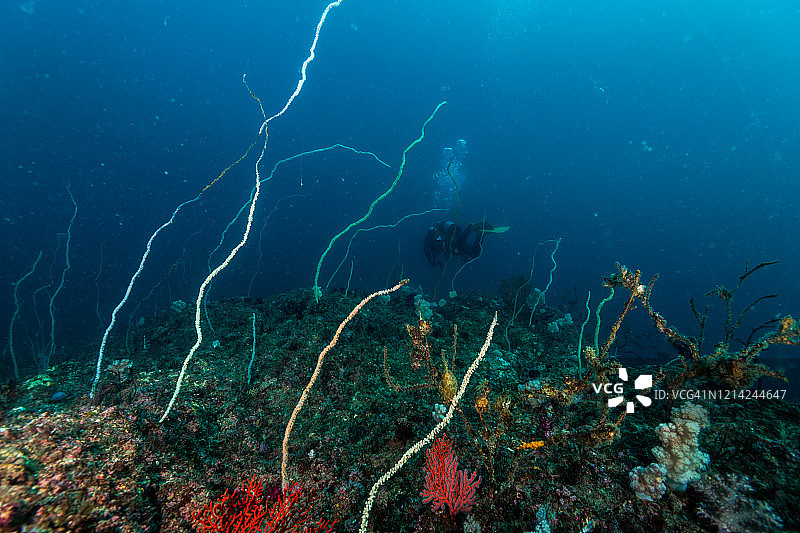 鞭珊瑚群和潜水员的剪影。图片素材
