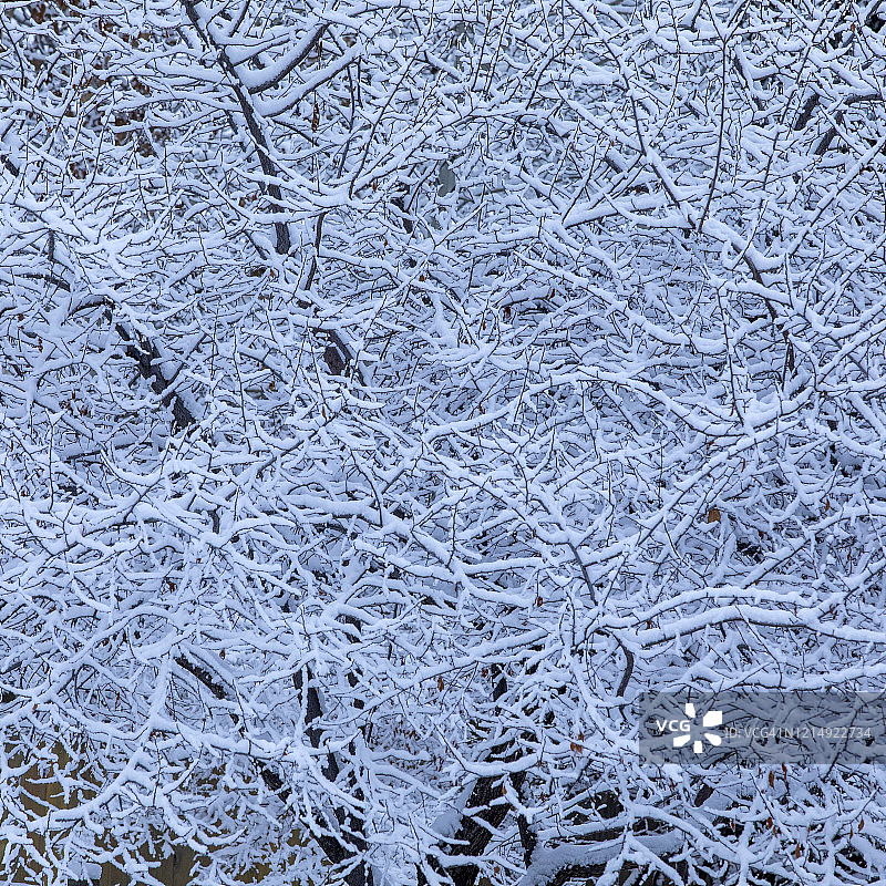 雪落在光秃秃的树枝上图片素材