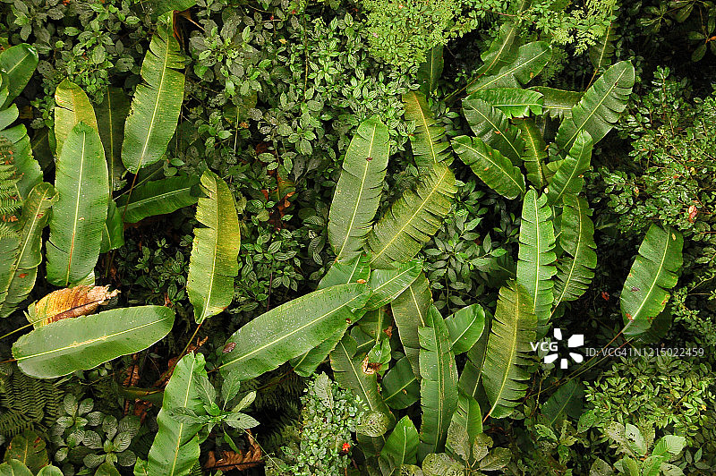 哥斯达黎加蒙特韦尔德的云雾森林中有茂密的香蕉树叶图片素材