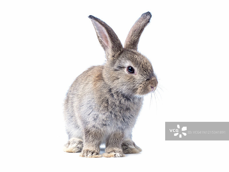 可爱的小灰兔孤立地站在白色的背景上。图片素材