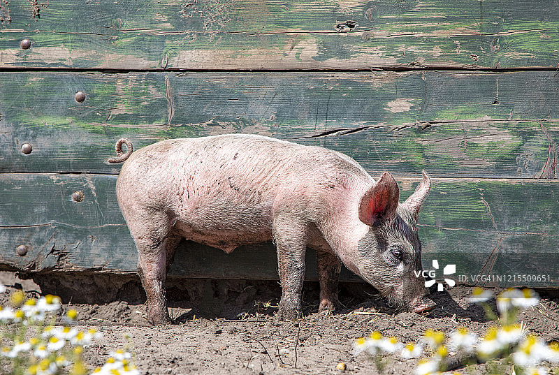 快乐的粉红猪，可爱的小猪站在木栅栏或谷仓前图片素材