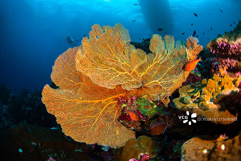 水下珊瑚礁景观和鱼群。图片素材
