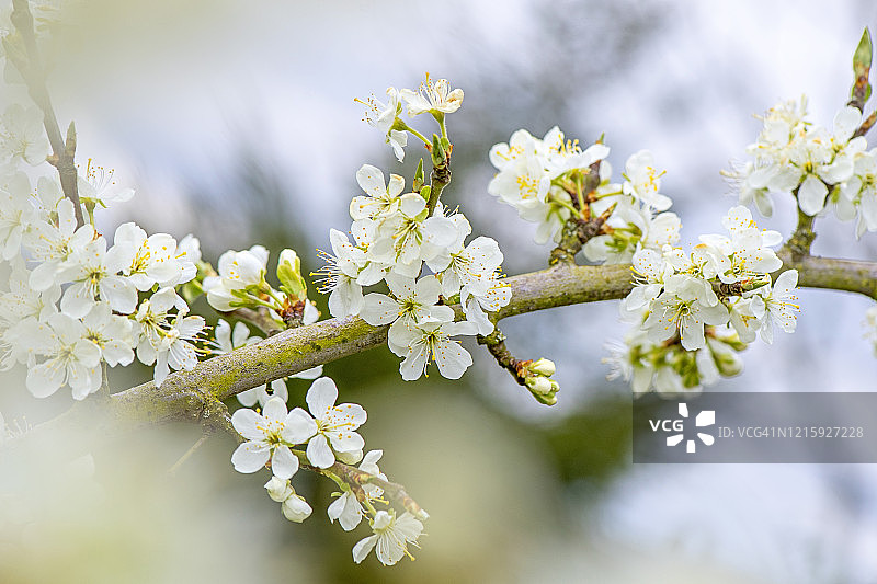 特写美丽的春天，梅花盛开的白花维多利亚图片素材
