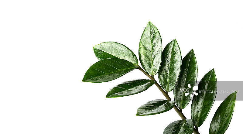 室内植物扎米库尔卡或美元树的绿色树枝的特写，孤立在白色背景，旗帜。图片素材