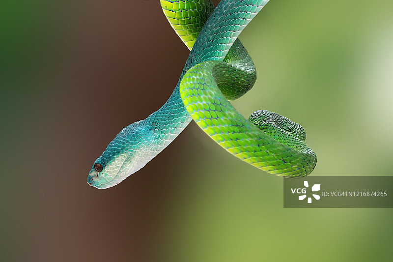 印度尼西亚蓝蝰蛇和绿白唇蝮蛇盘绕在树枝上，印度尼西亚图片素材