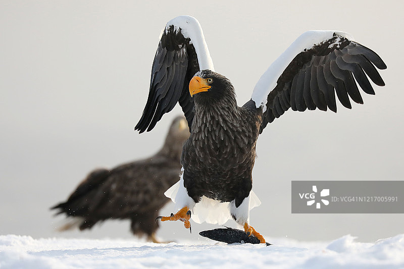 虎头海鹰在日本北海道图片素材