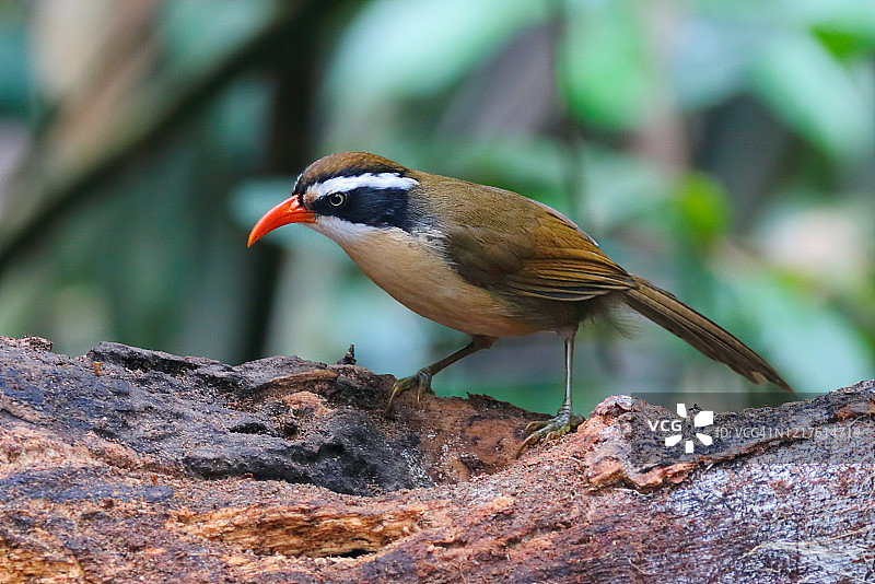泰国的美丽鸟类栖息在树上图片素材