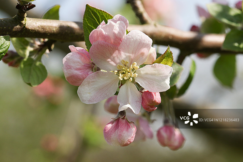 美丽的苹果树开花的树枝，苹果，生长在英国的一个领域。图片素材