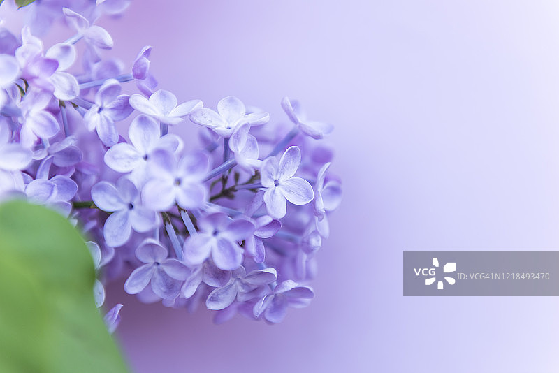 紫色盛开的丁香花图片素材