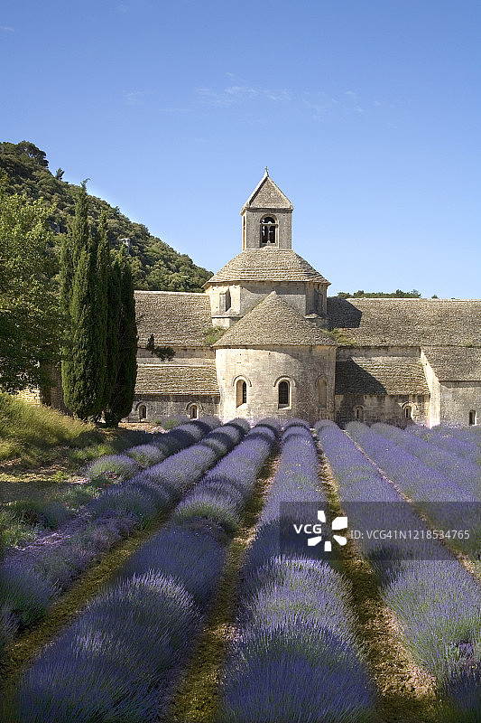 法国普罗旺斯戈得塞纳克修道院的薰衣草田图片素材