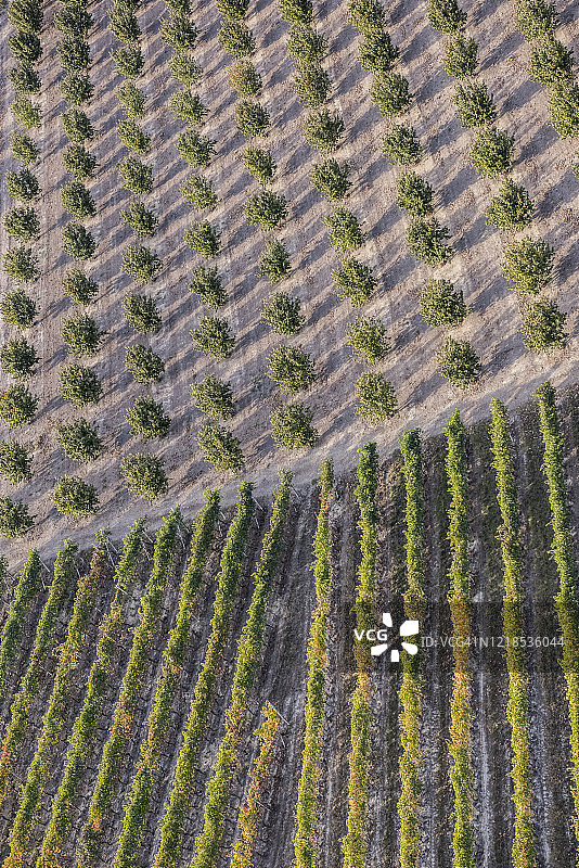 意大利葡萄园和榛子田的鸟瞰图图片素材