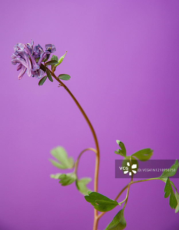 植物发芽开紫罗兰花图片素材