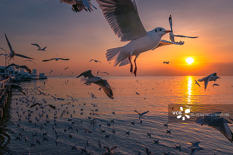 海鸥在日落时在海面上飞翔的特写图片素材