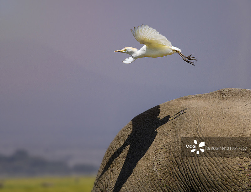 牛白鹭和大象在安博塞利，肯尼亚图片素材
