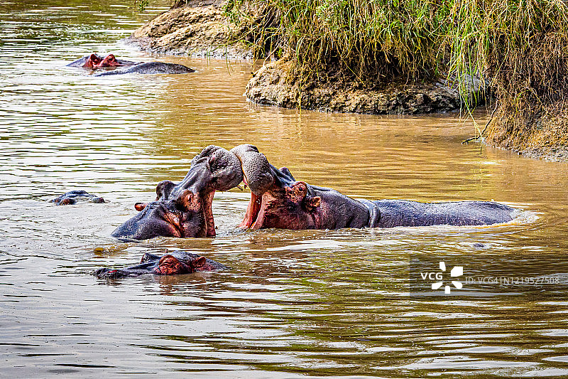非洲坦桑尼亚塞伦盖蒂国家公园，两只河马在水塘里打架。图片素材
