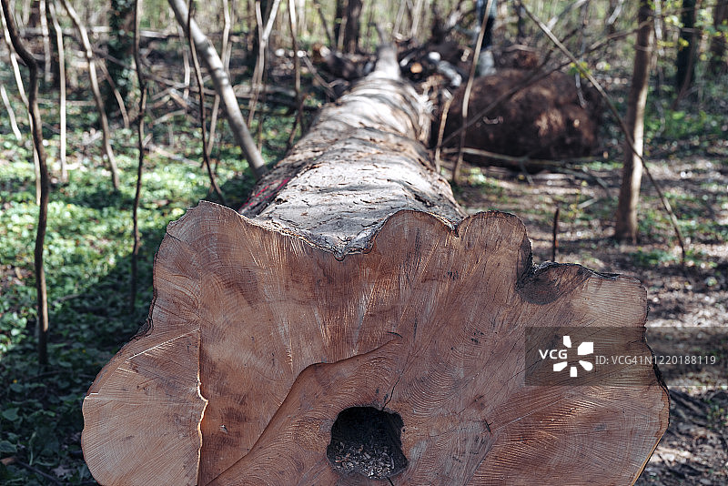 森林中被伐倒的阔叶树图片素材